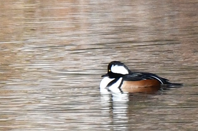 Serreta Capuchona - ML645264108