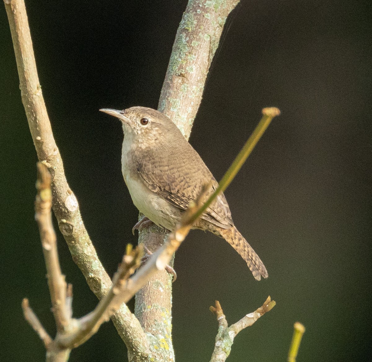 Southern House Wren - ML645264116