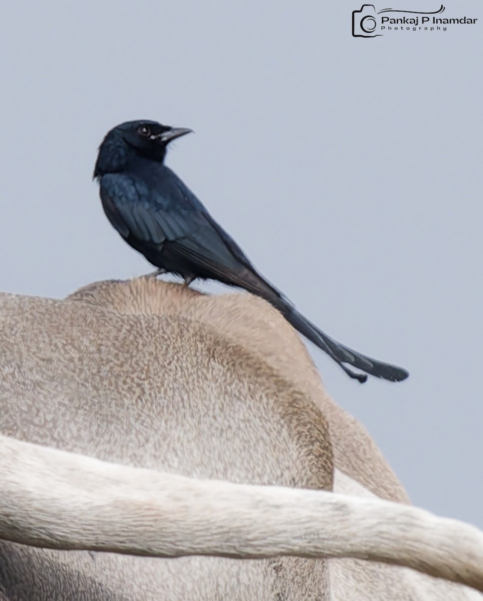Black Drongo - ML645264120