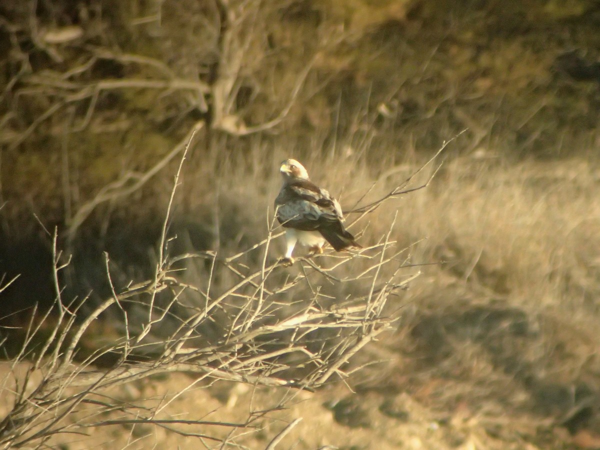 Booted Eagle - ML645264126