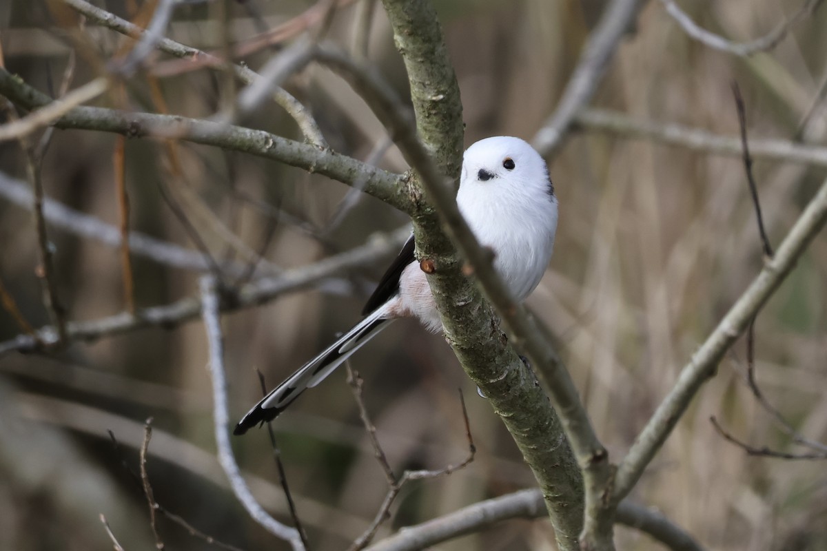 Long-tailed Tit (caudatus) - ML645264128