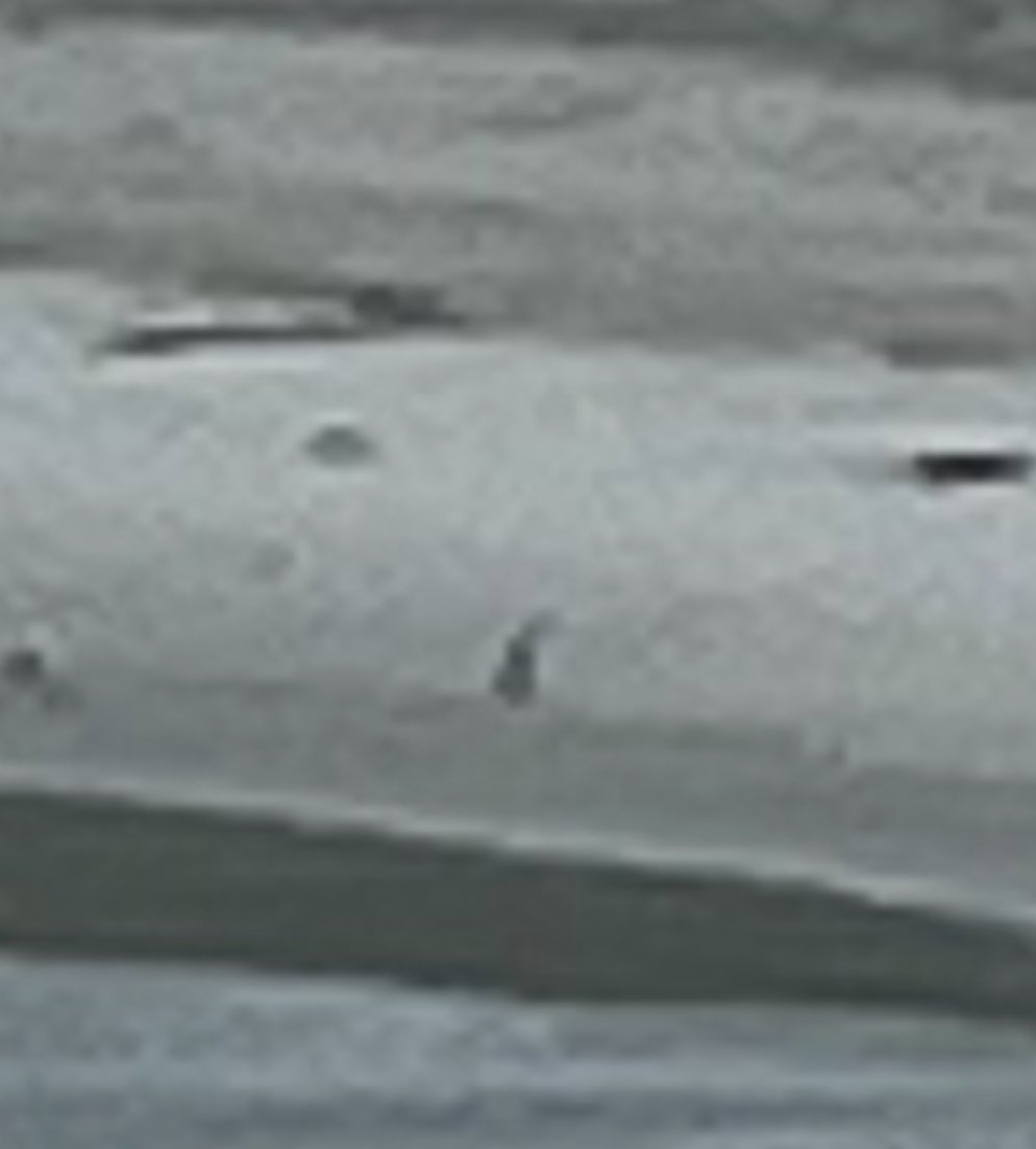 Yellow-eyed Penguin - ML645264145