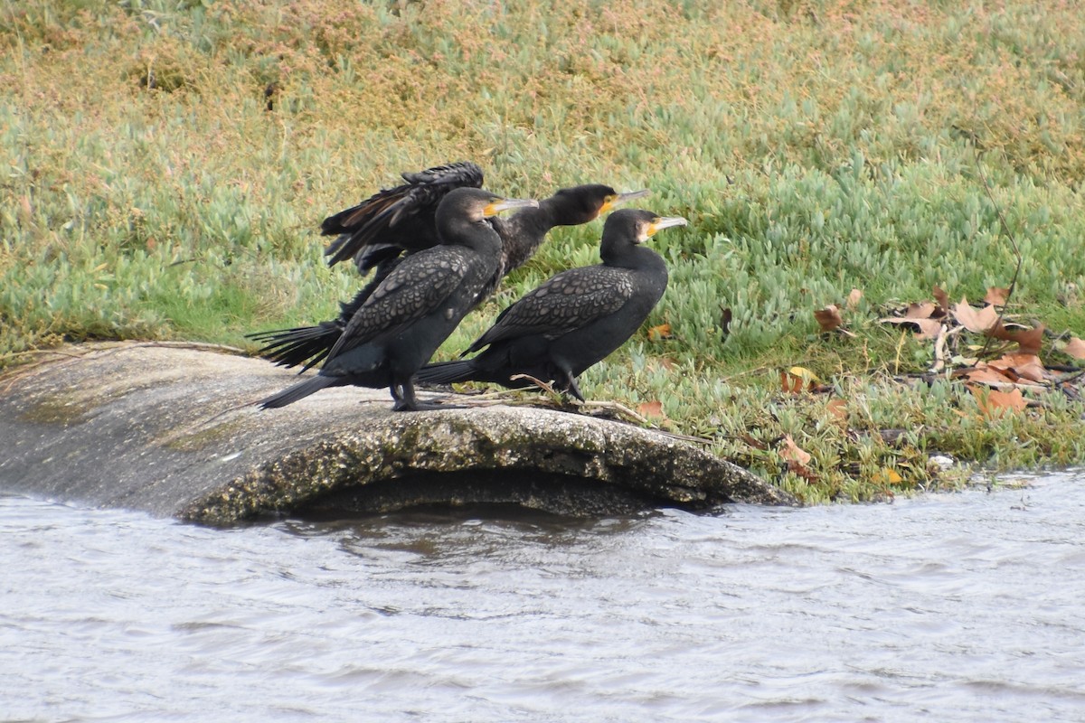 kormorán velký - ML645264146