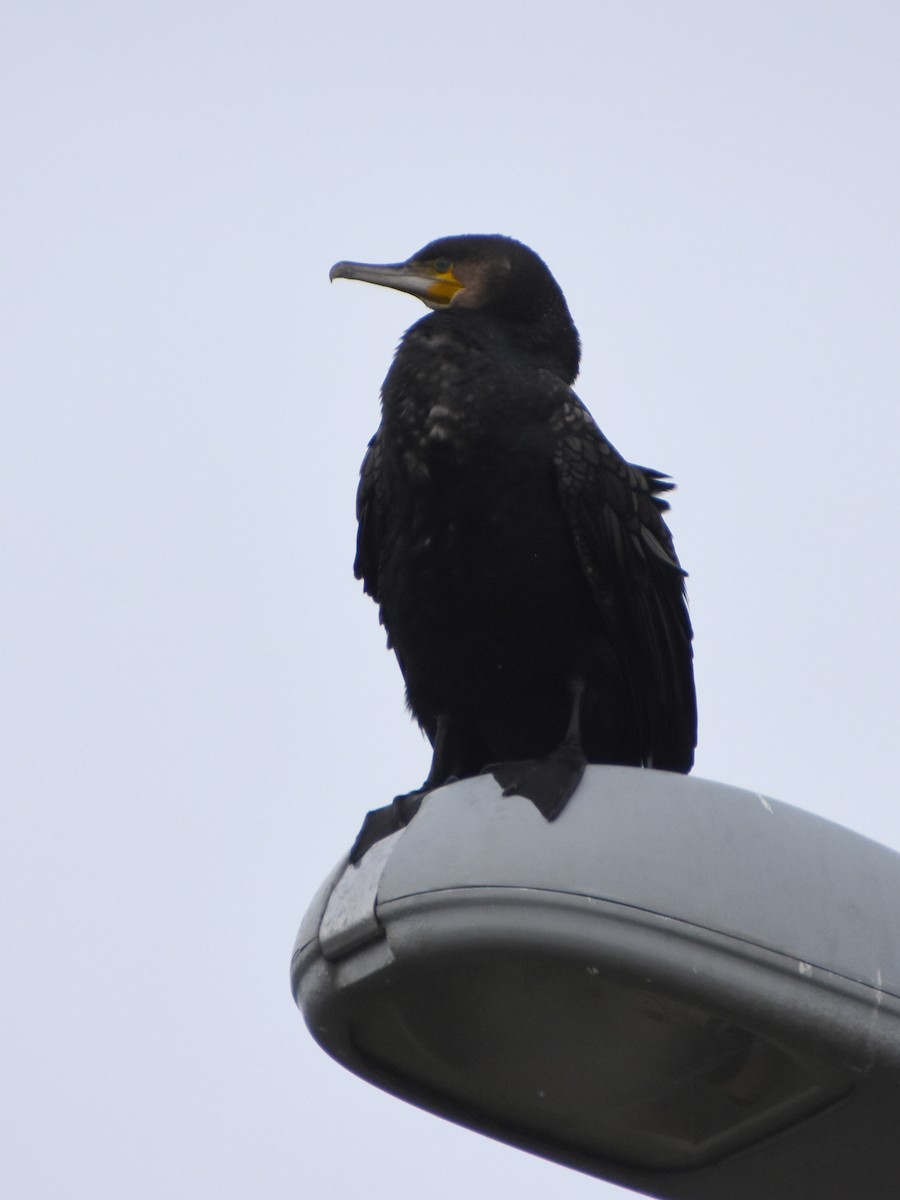 kormorán velký - ML645264147