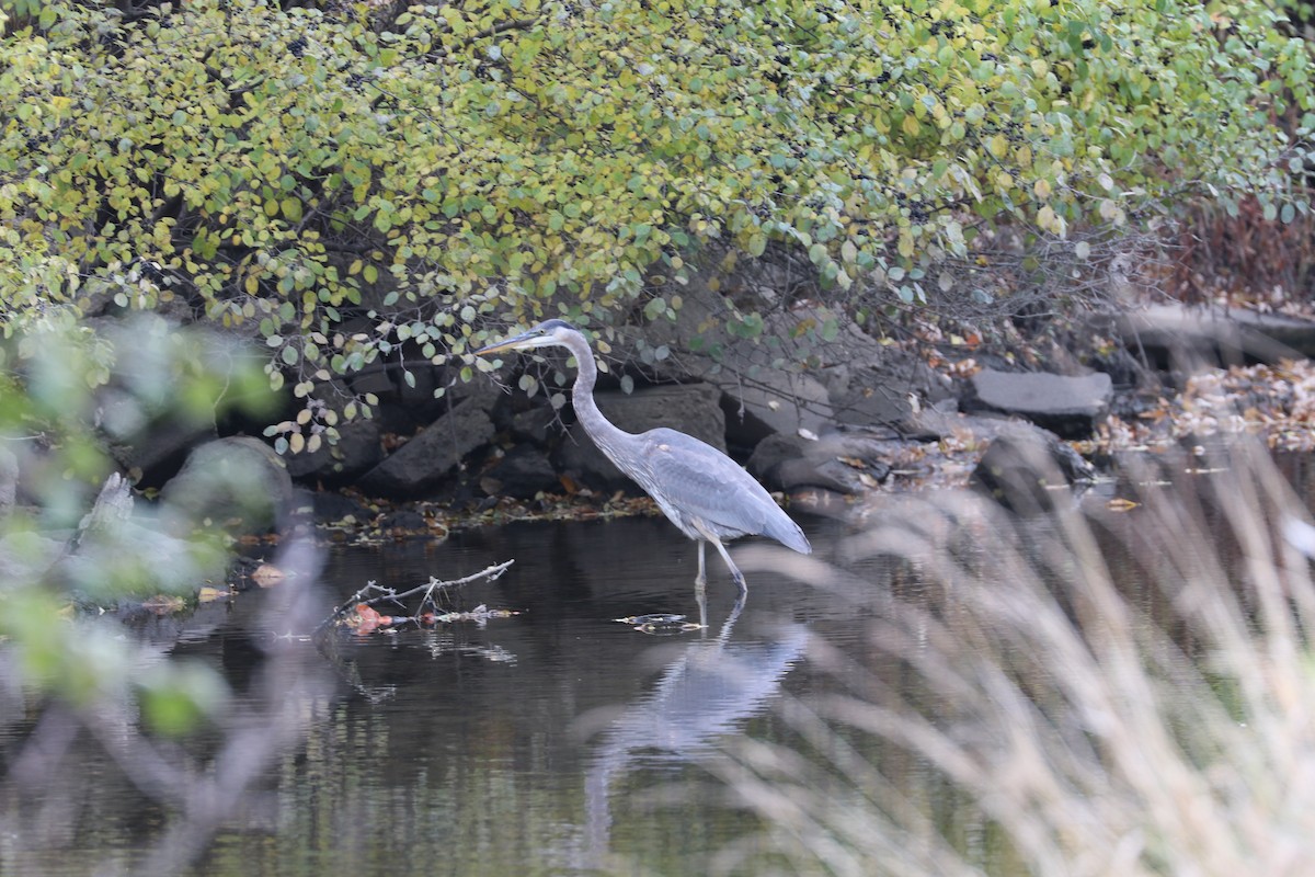 Great Blue Heron - ML645264156