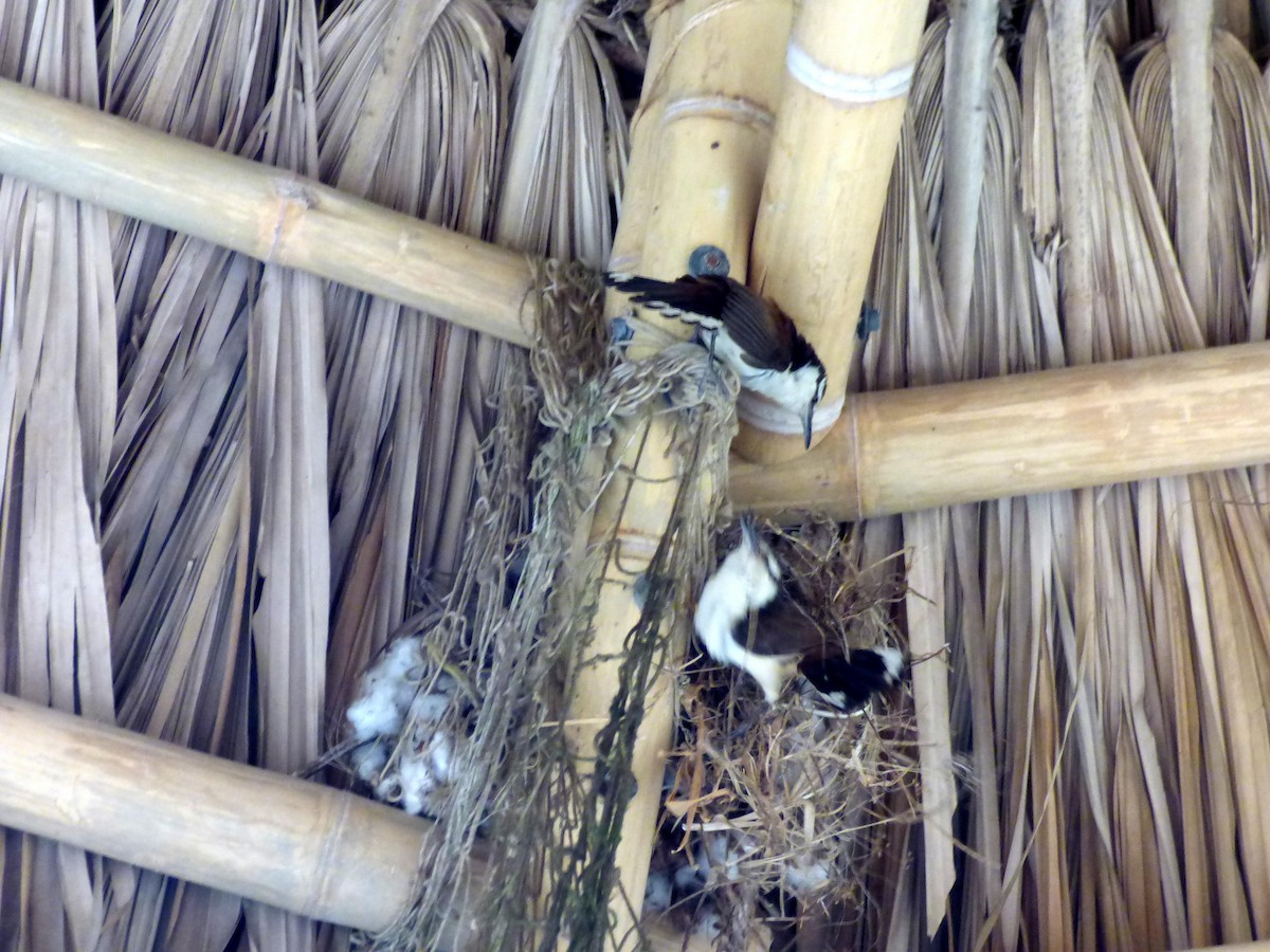 Різжак білобровий - ML645264167