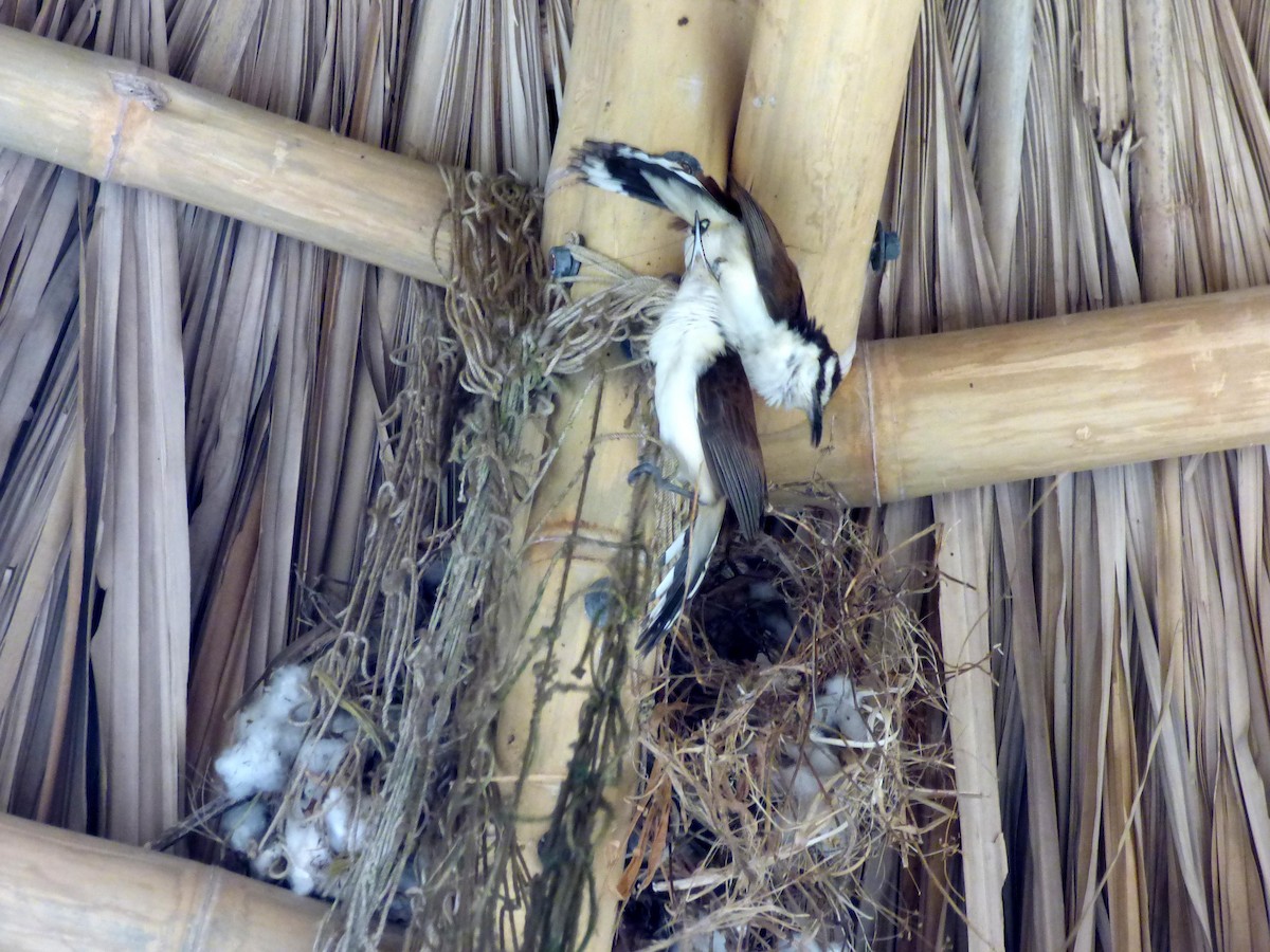 Різжак білобровий - ML645264168