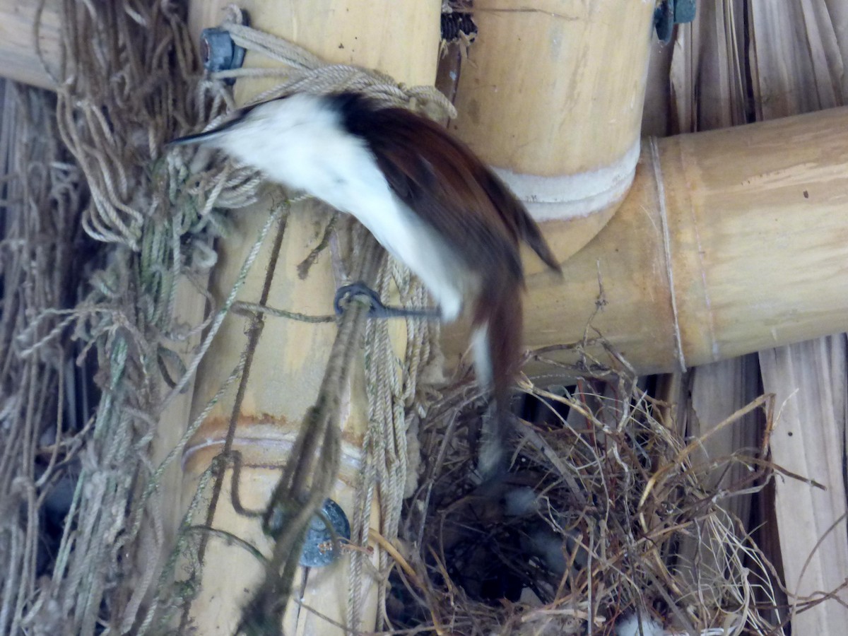 Різжак білобровий - ML645264169