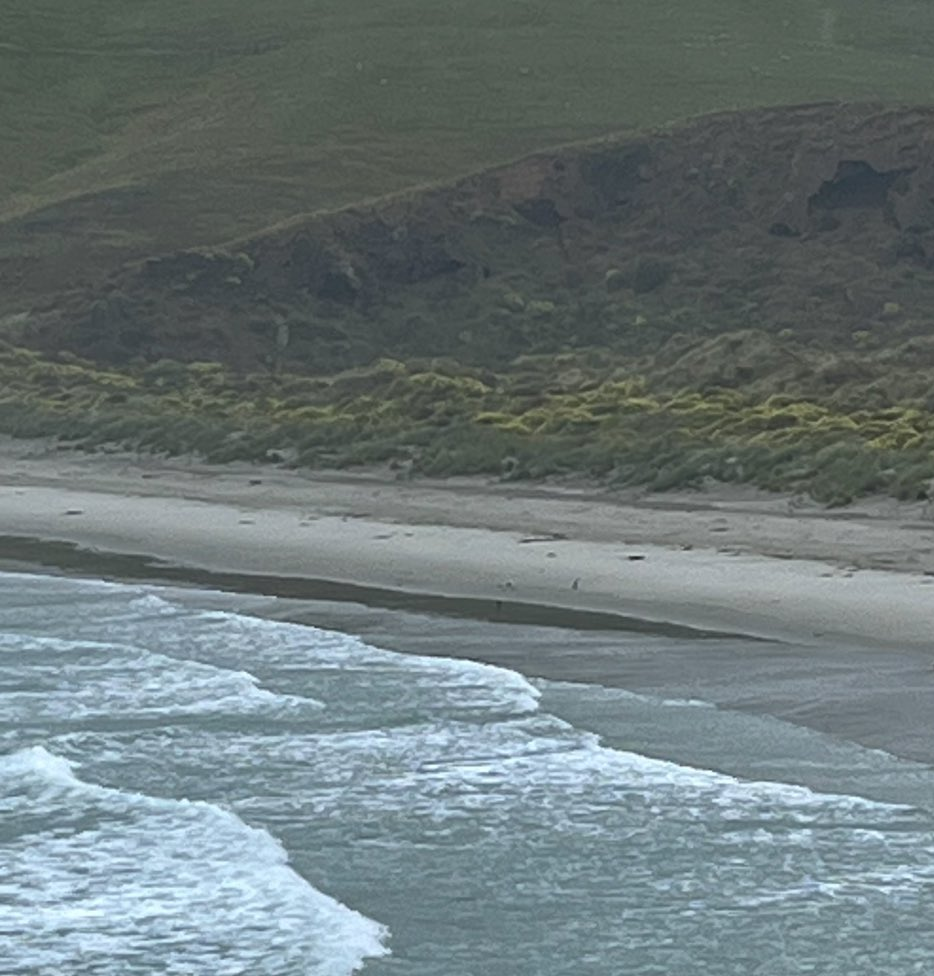 Yellow-eyed Penguin - ML645264178