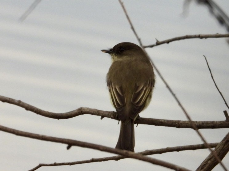 Eastern Phoebe - ML645264183