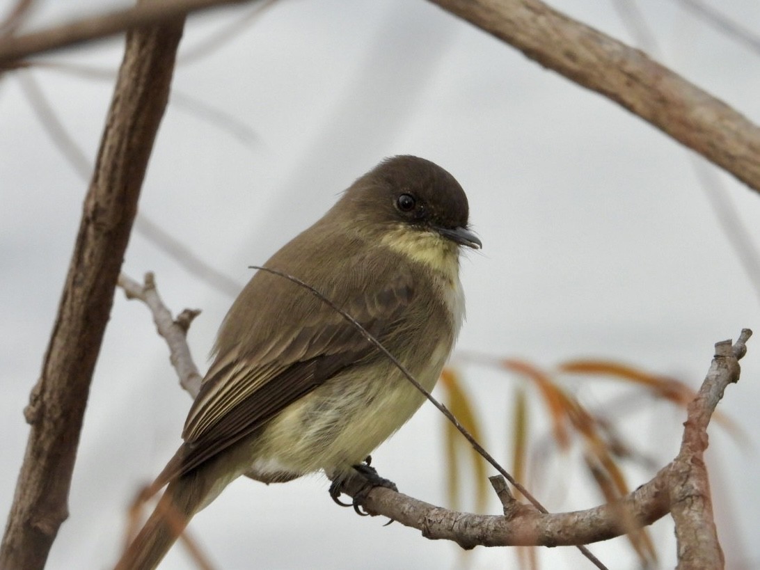 Eastern Phoebe - ML645264184