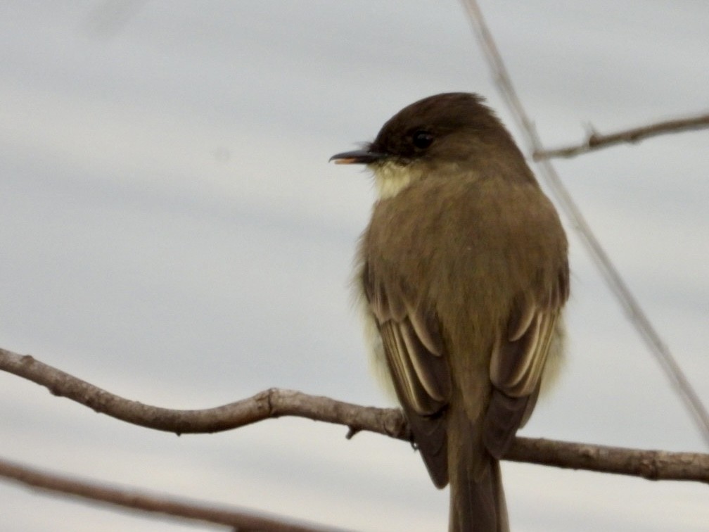 Eastern Phoebe - ML645264187