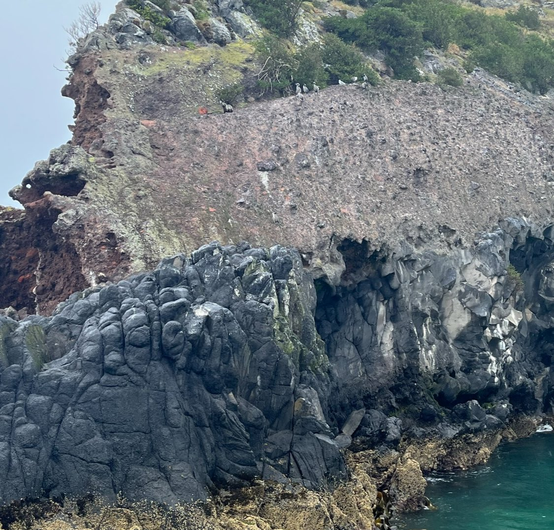 Stewart Island Shag - ML645264203
