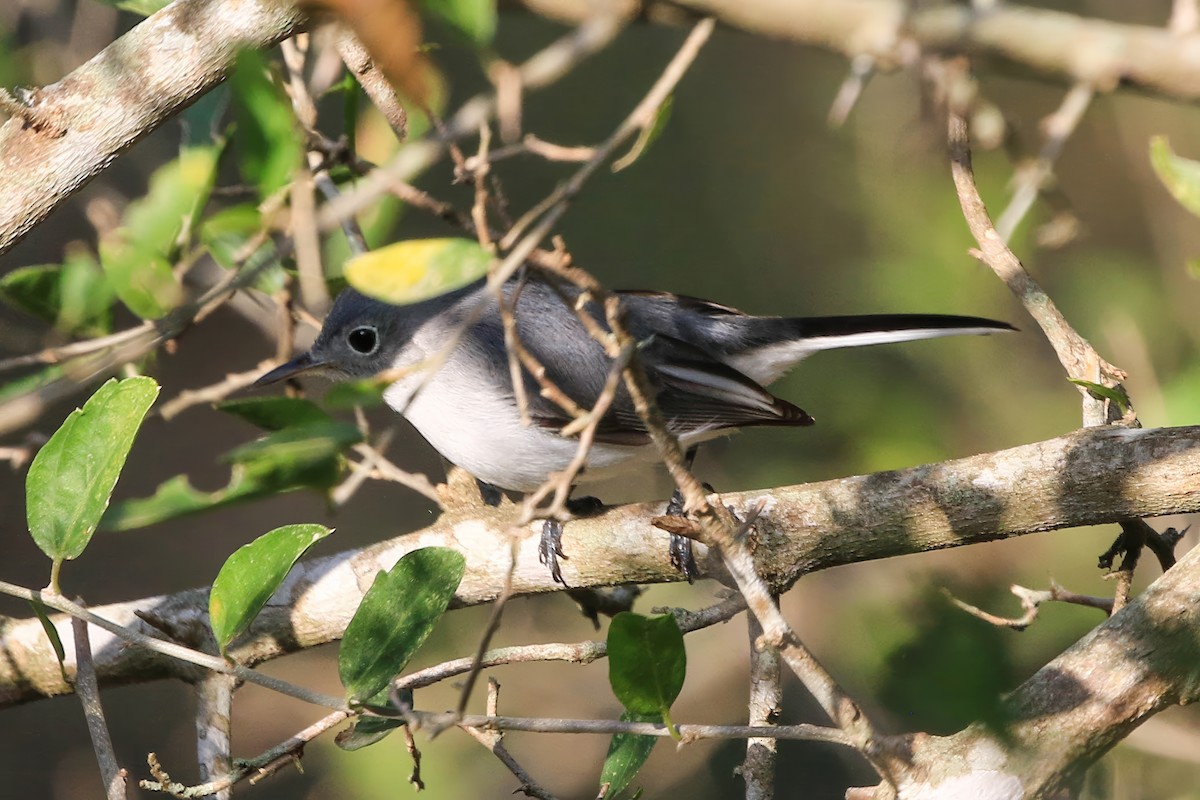 Blue-gray Gnatcatcher - ML645264212