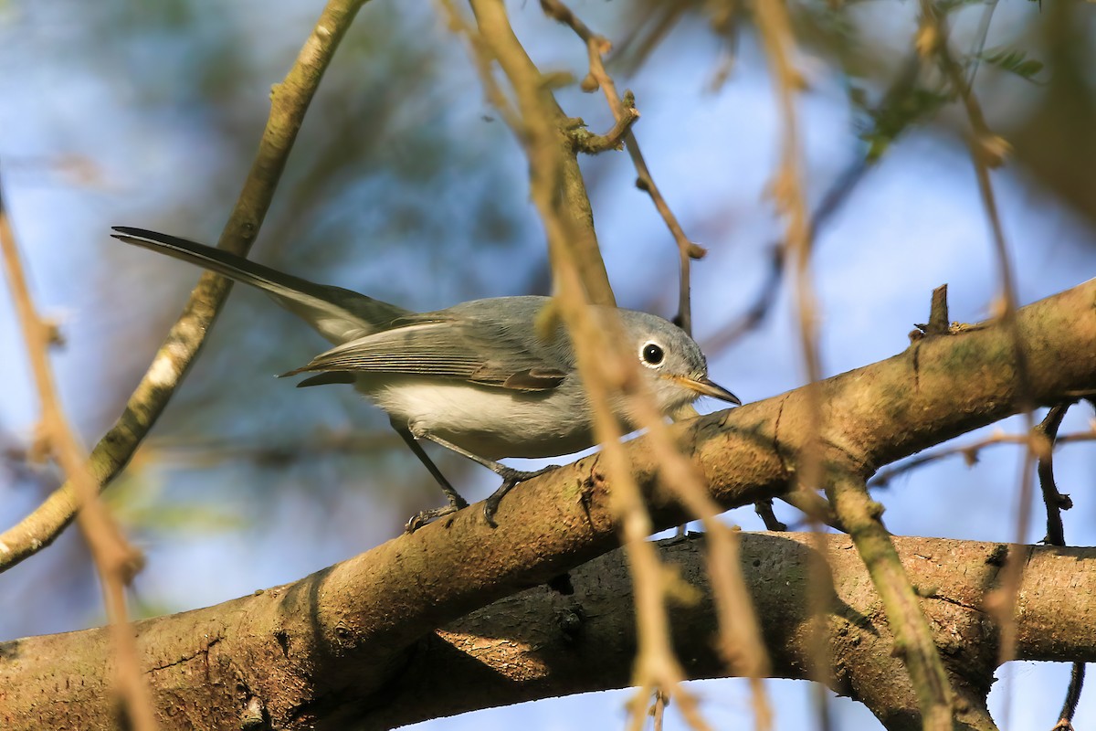Blue-gray Gnatcatcher - ML645264213