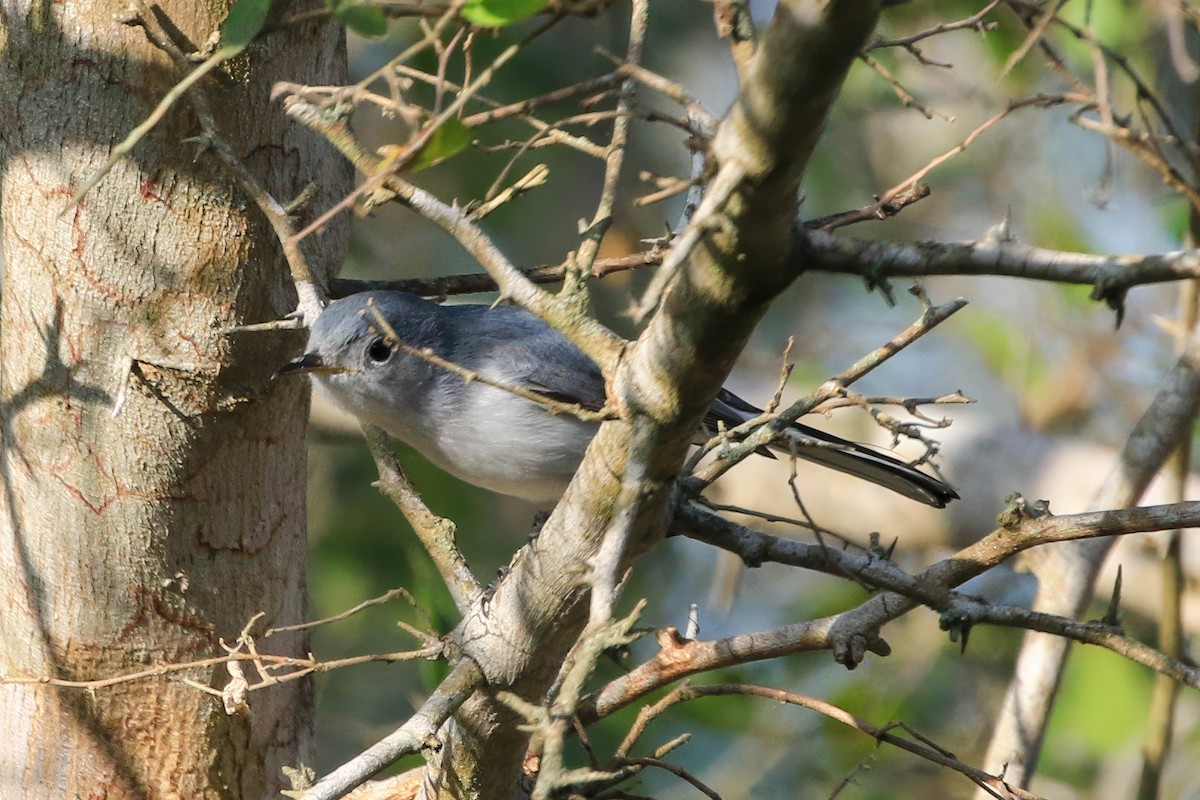 Blue-gray Gnatcatcher - ML645264214