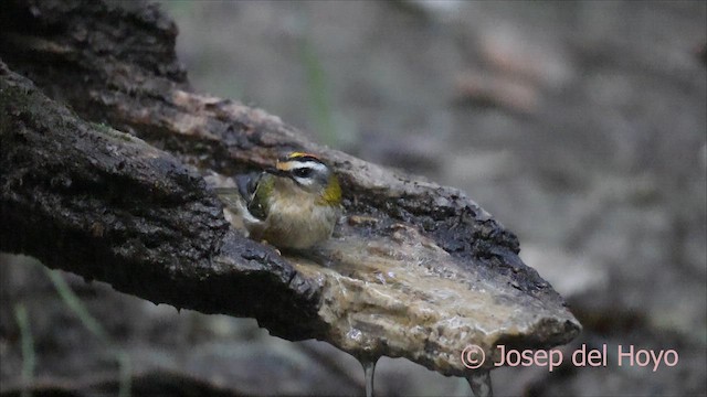 Золотомушка червоночуба - ML645264215