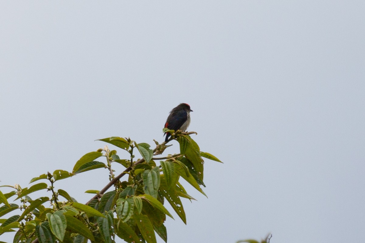 rødkroneblomsterfugl - ML645264237