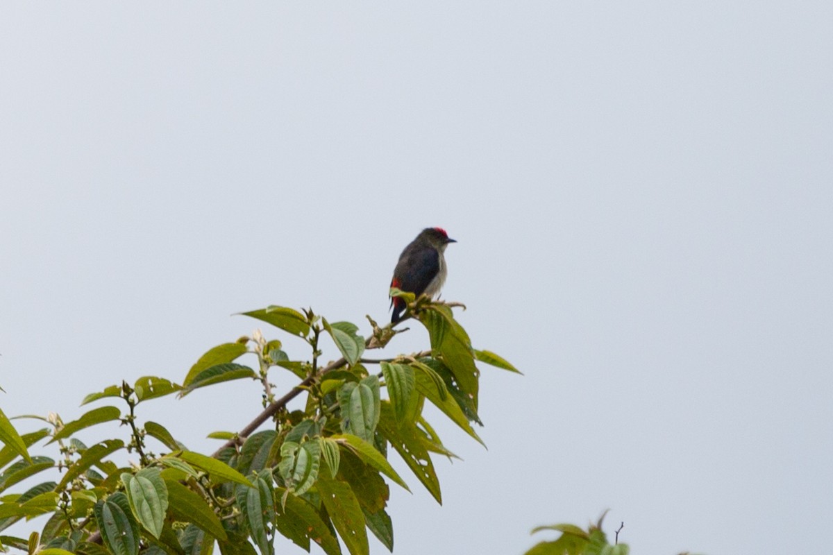 rødkroneblomsterfugl - ML645264238