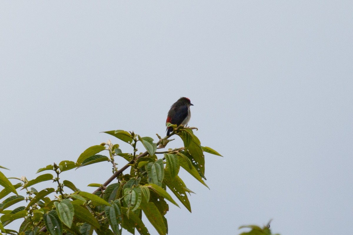 rødkroneblomsterfugl - ML645264239