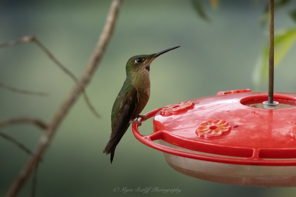 Fawn-breasted Brilliant - ML645264246