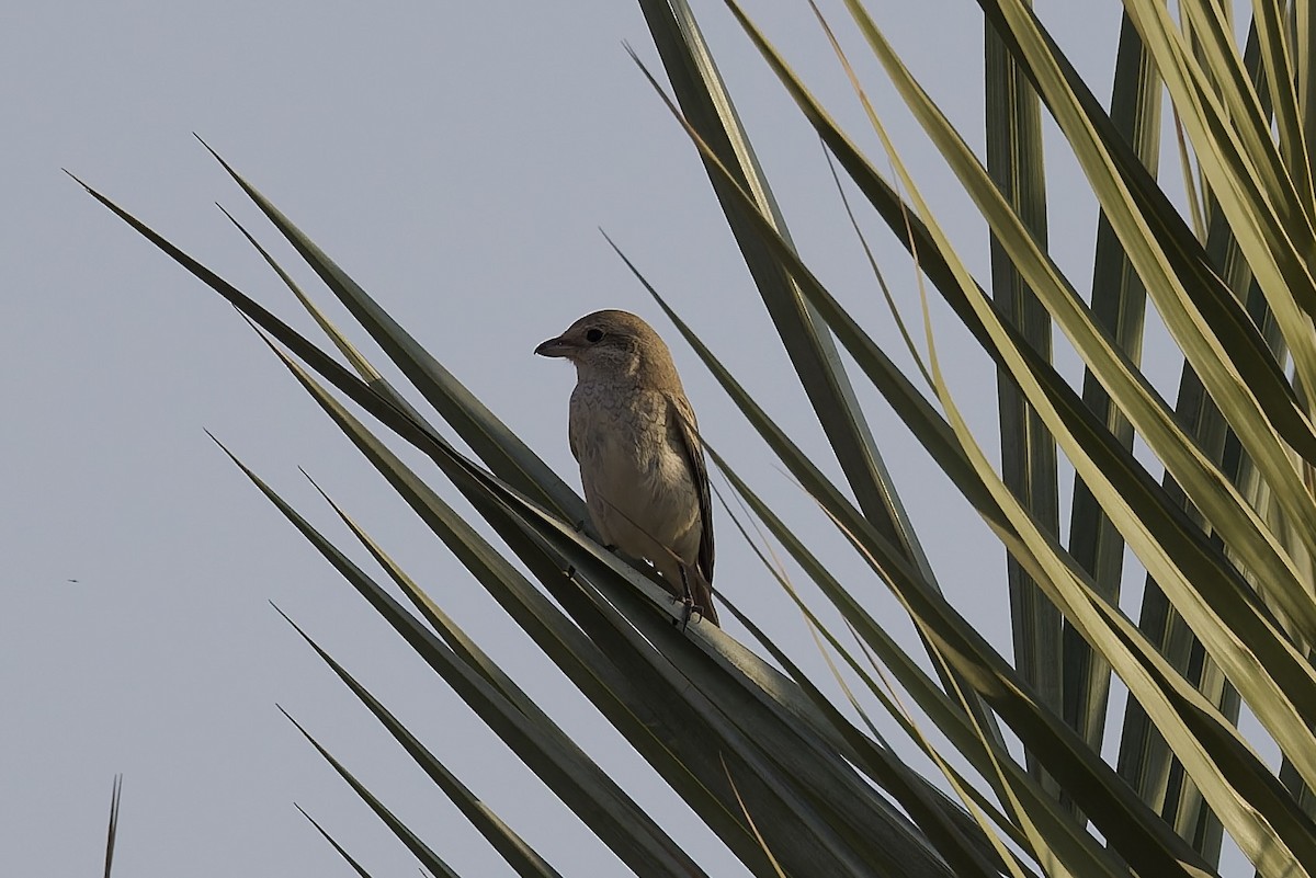 isabellavarsler (isabellinus) - ML645264260