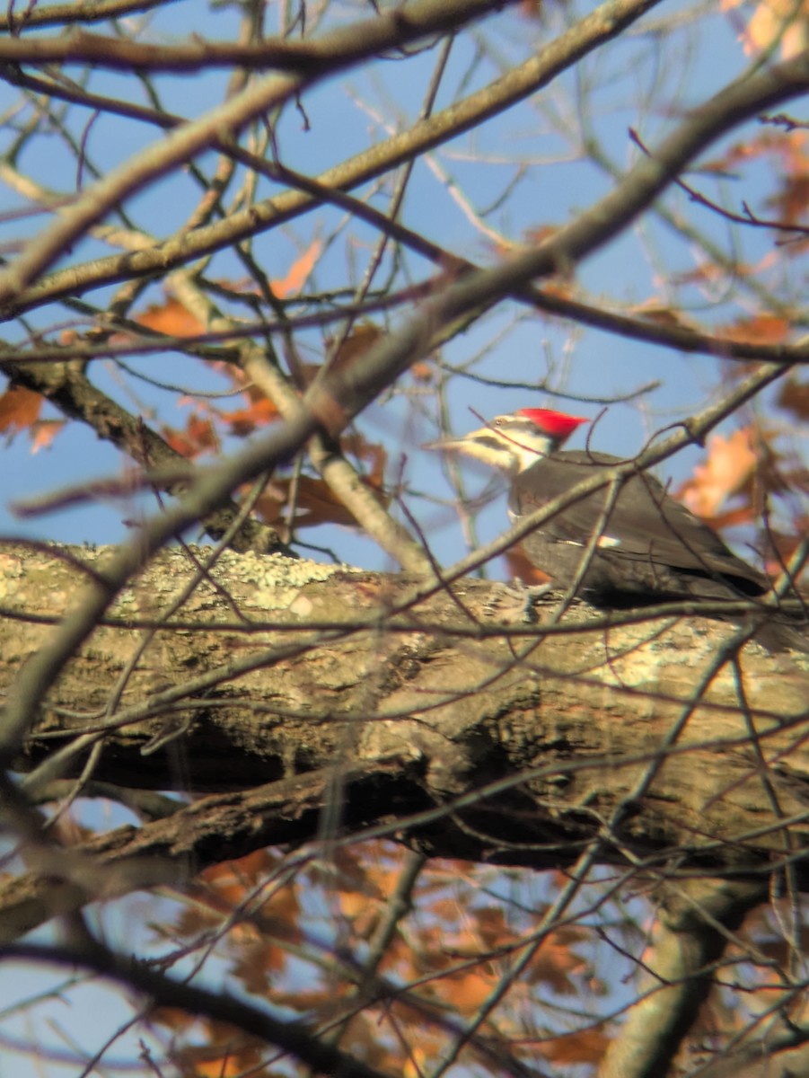 datel chocholatý - ML645264267