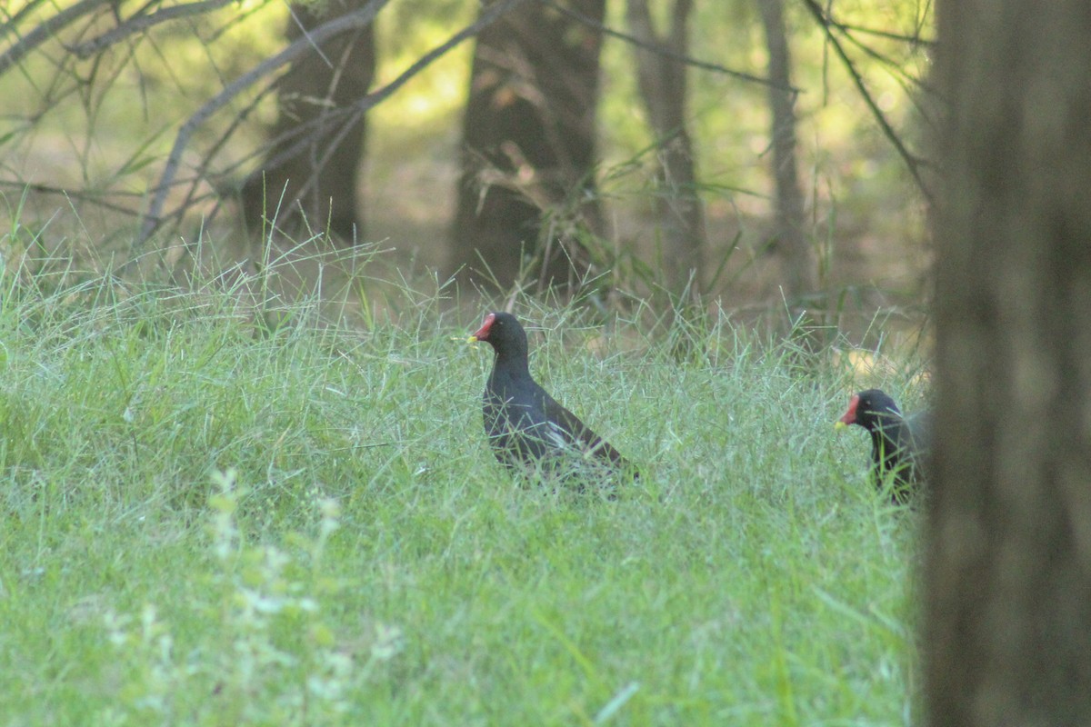 Eurasian Moorhen - ML645264270