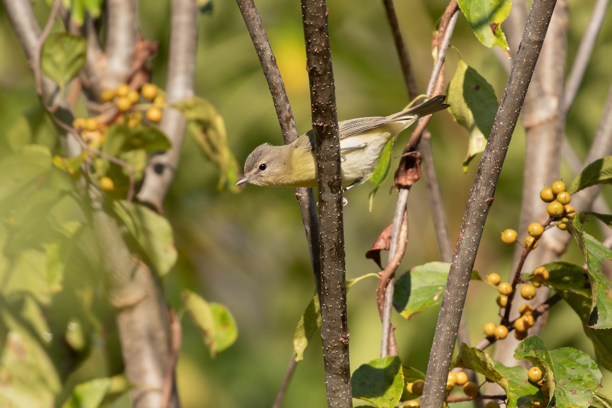 Bireo filadelfiarra - ML645264272