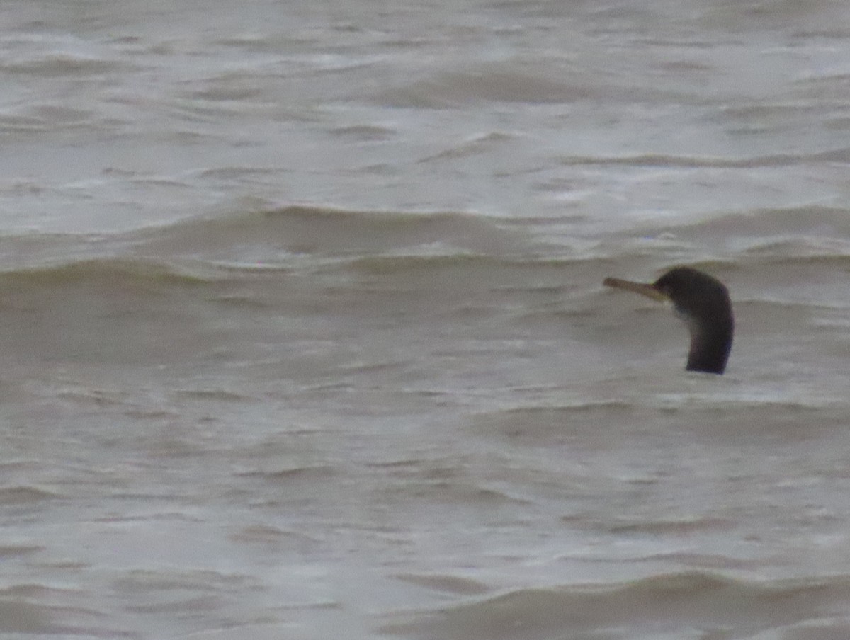 European Shag - ML645264281