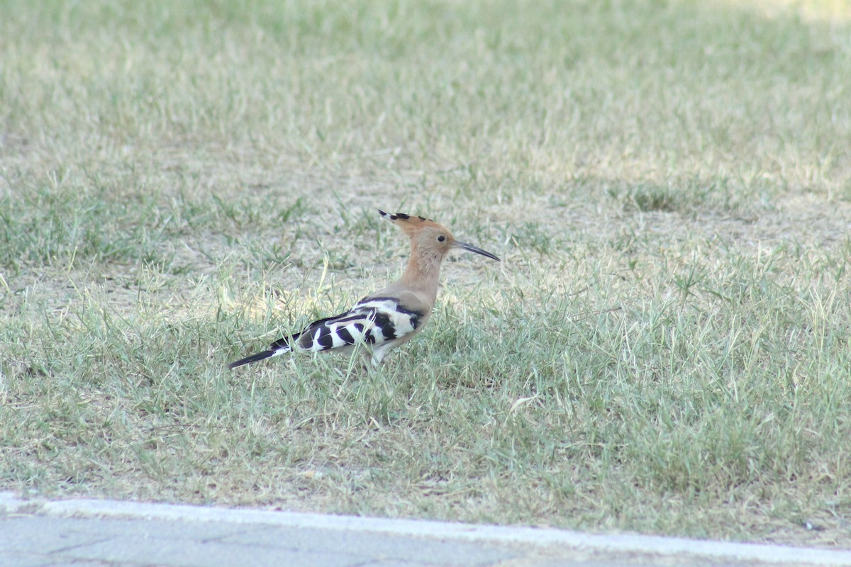 Common Hoopoe - ML645264284
