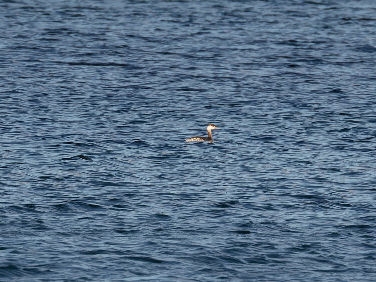 Zampullín Cuellirrojo - ML645264286