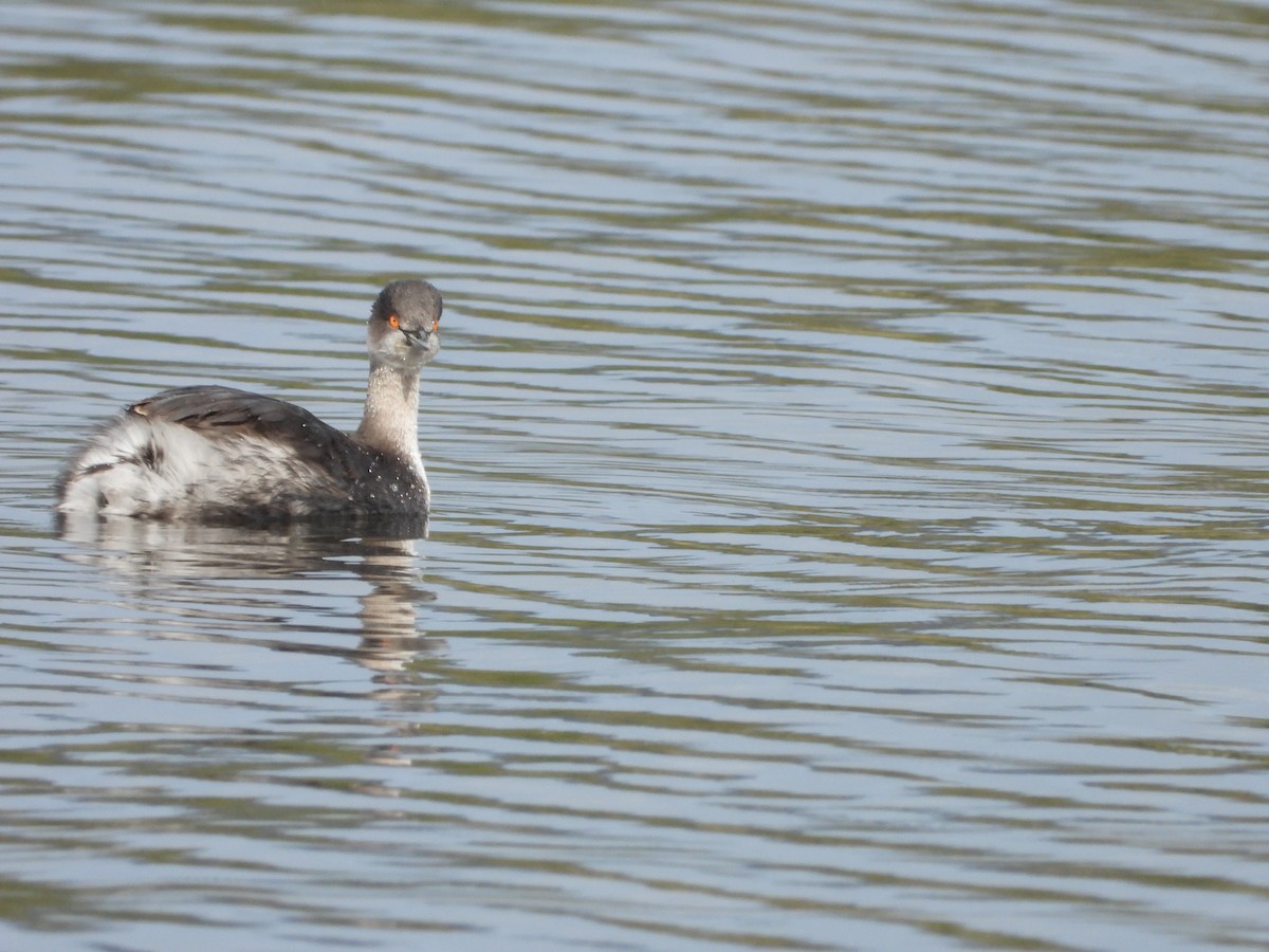 Grèbe à cou noir - ML645264290