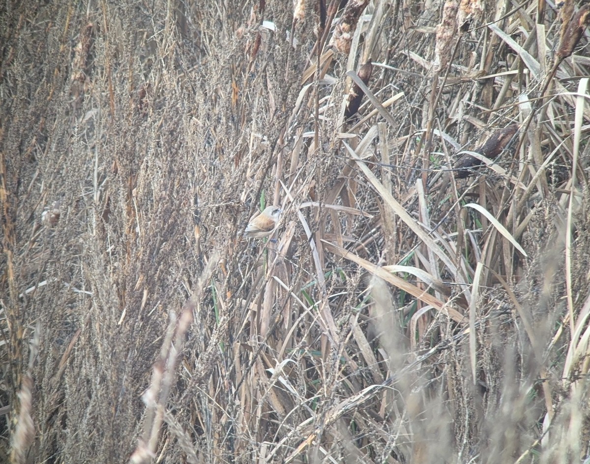 Eurasian Penduline-Tit - ML645264293