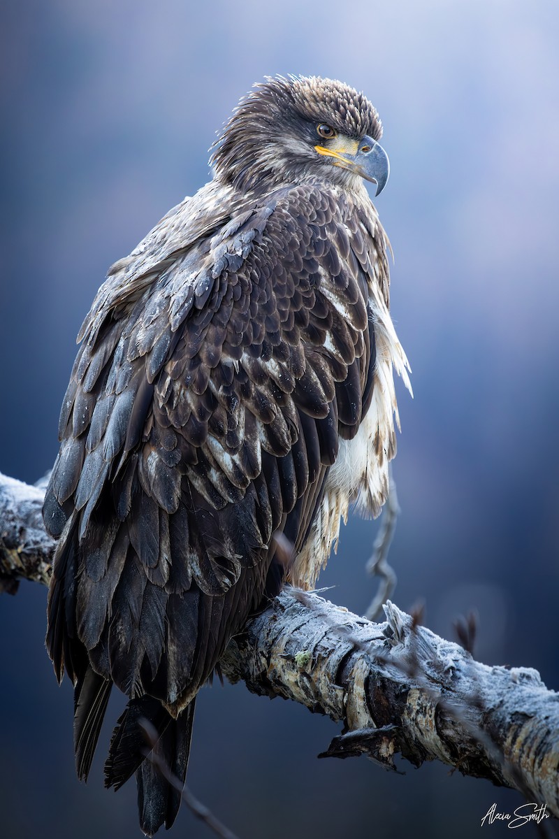 Bald Eagle - ML645264310