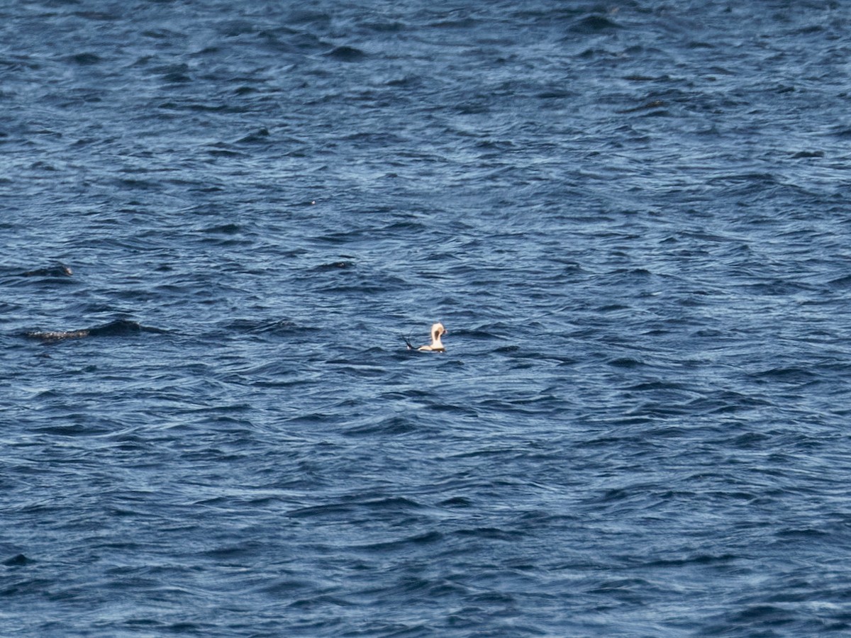 Pato Havelda - ML645264313