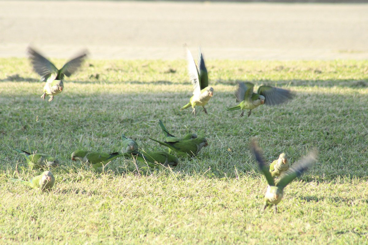 Monk Parakeet - ML645264314