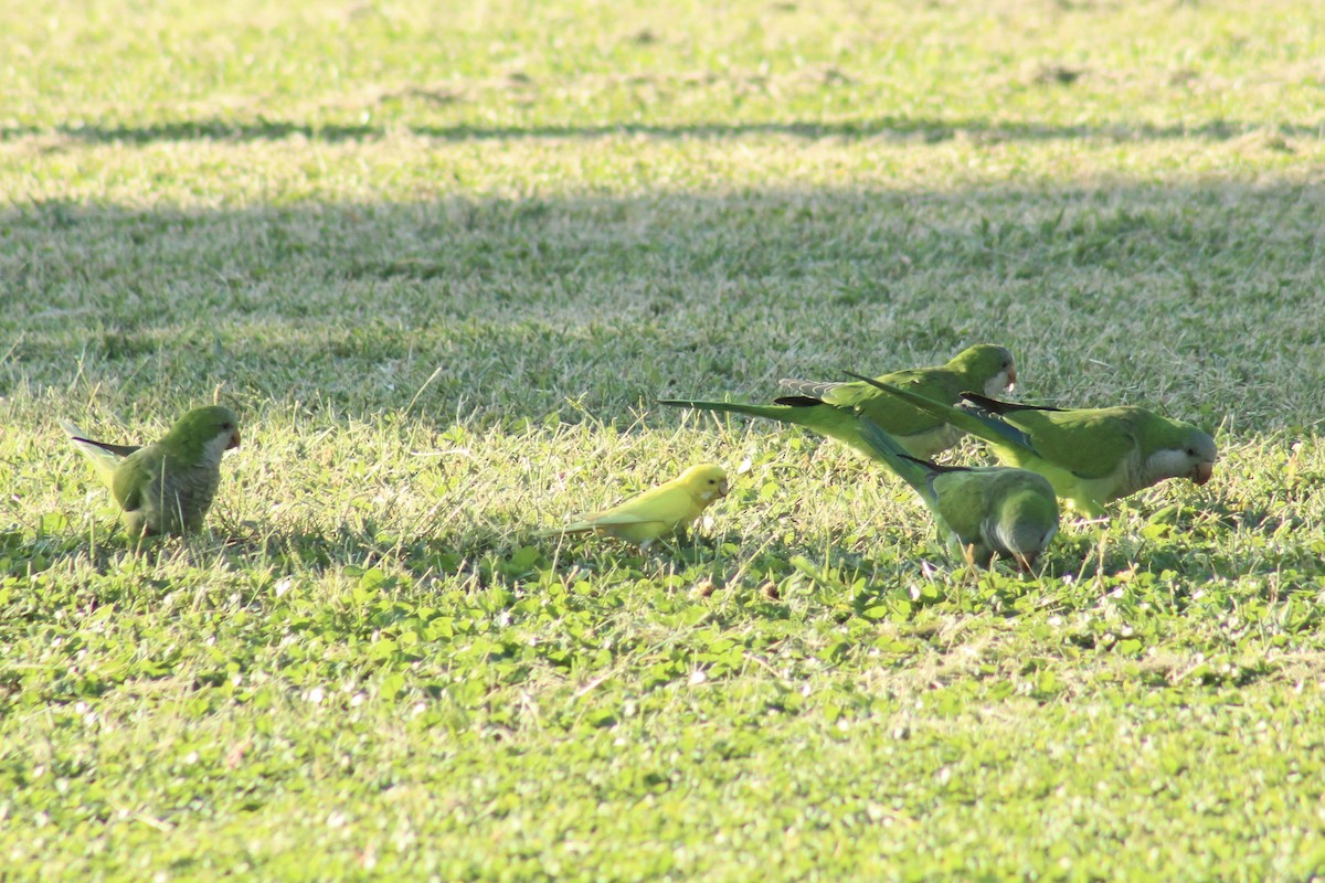 Budgerigar (Domestic type) - ML645264316