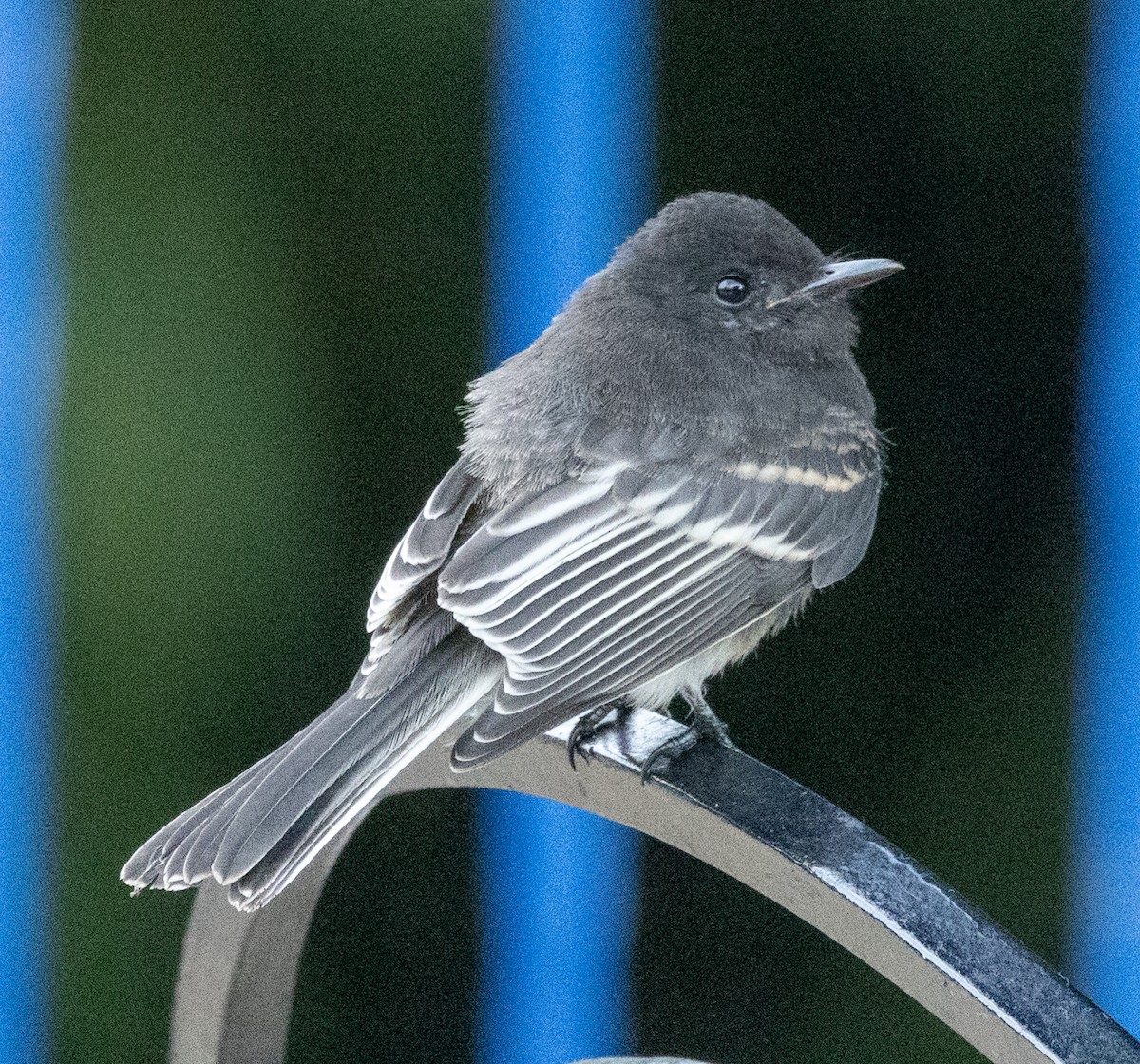 Black Phoebe - ML645264317