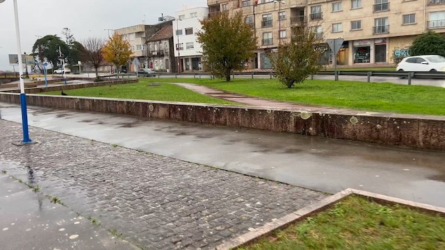 Ібіс-лисоголов мароканський - ML645264320