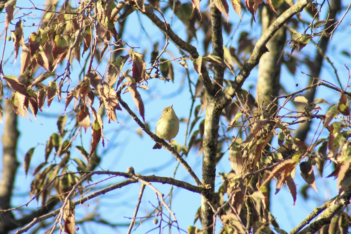 Willow Warbler - ML645264322