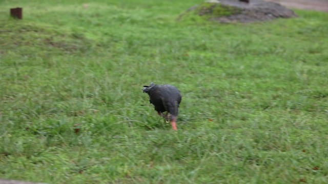 Ібіс-лисоголов мароканський - ML645264323