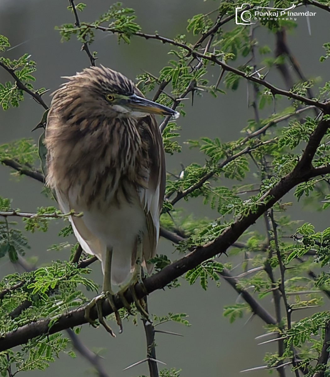 Garcilla India - ML645264329