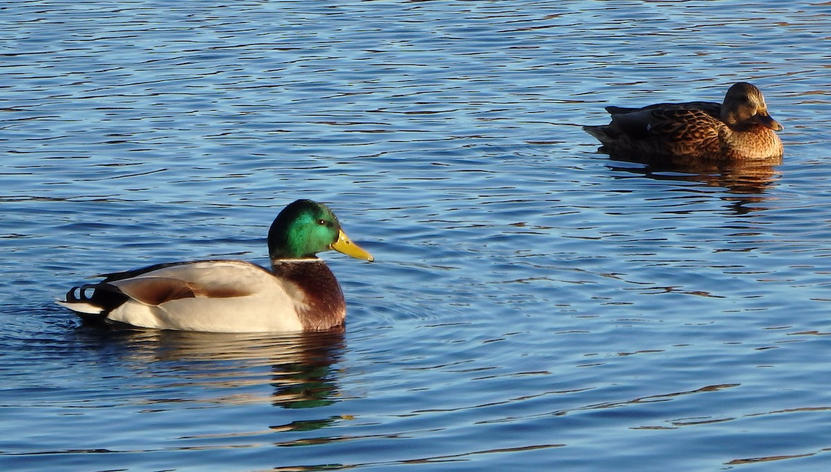 kachna divoká - ML645264331