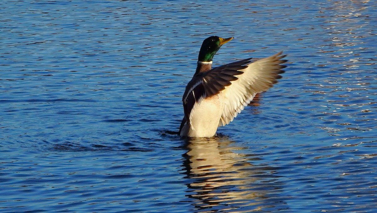 kachna divoká - ML645264332