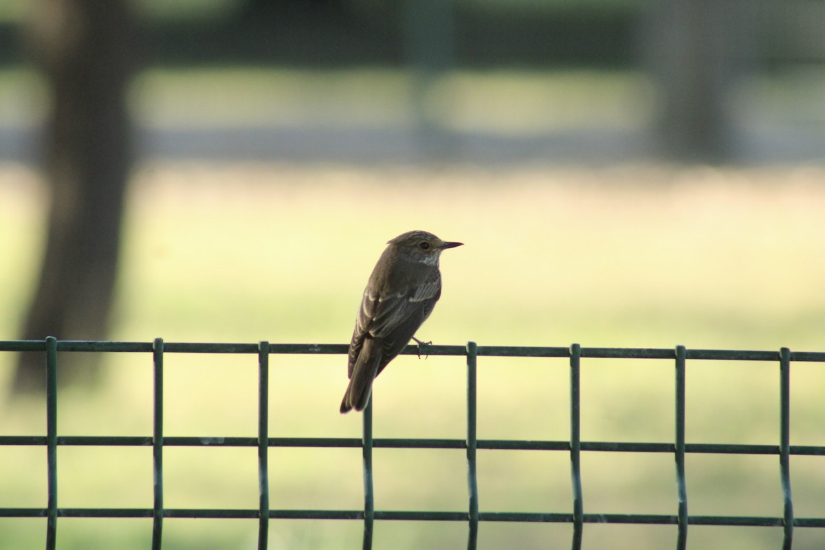 Spotted Flycatcher - ML645264335