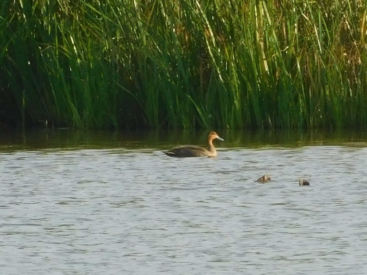 Philippine Duck - ML645264343