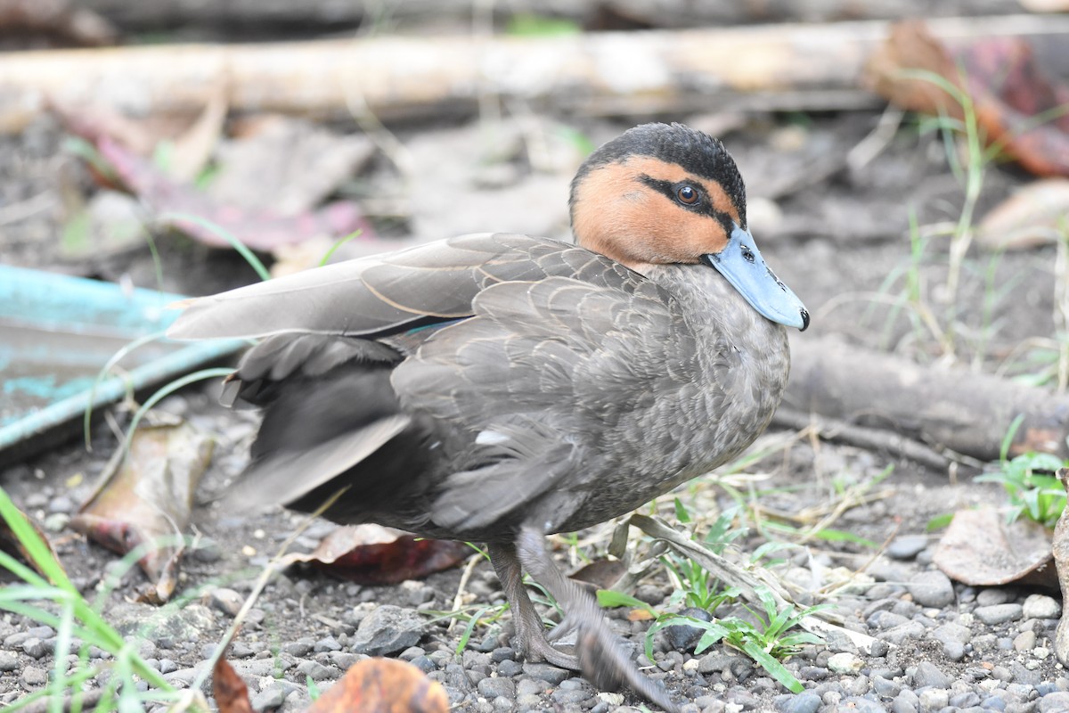 Philippine Duck - ML645264344