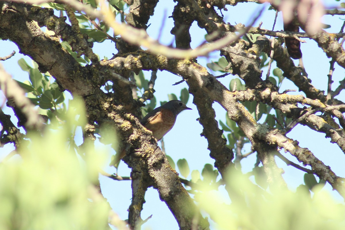 Common Redstart - ML645264345