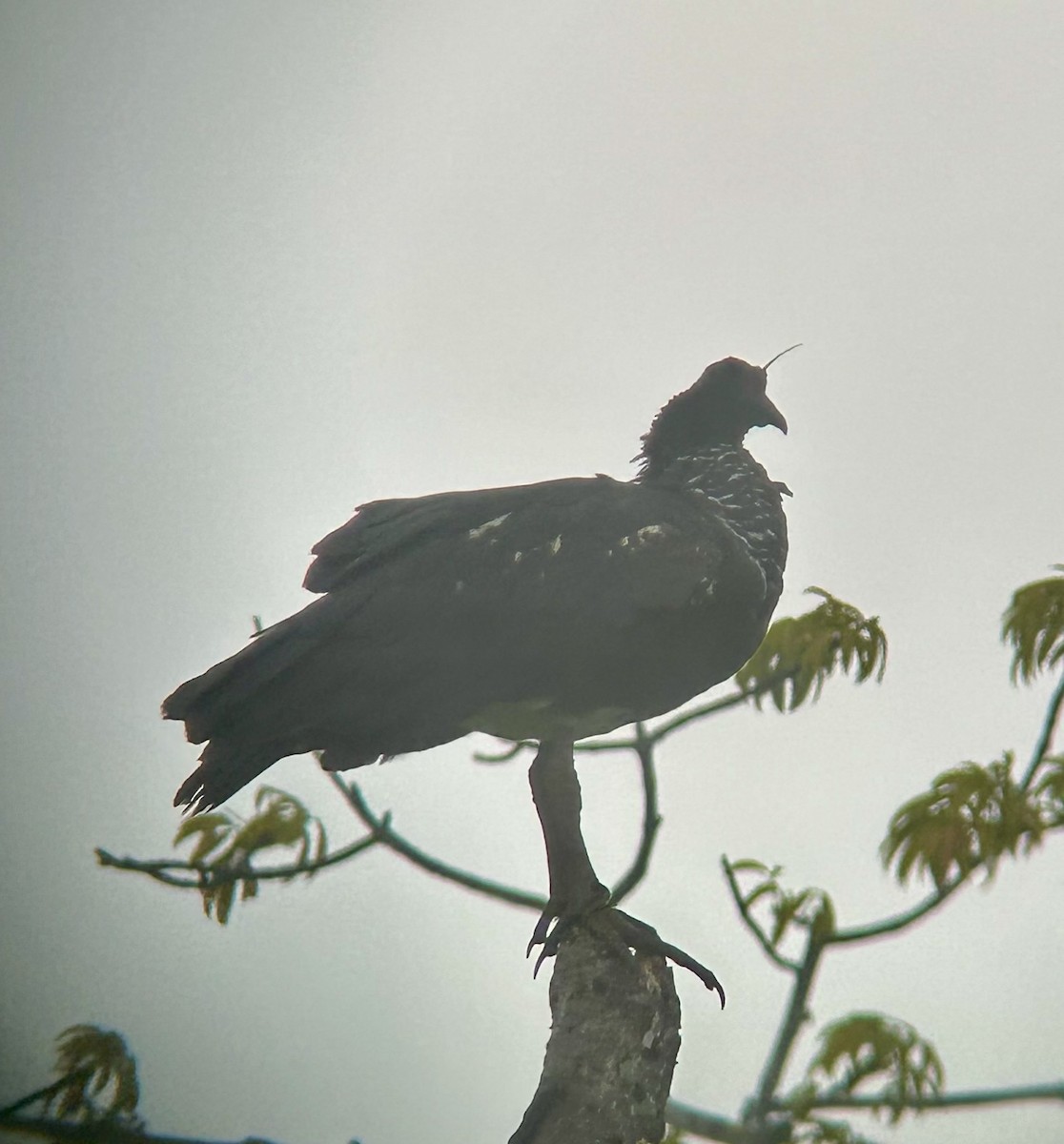 Horned Screamer - ML645264358